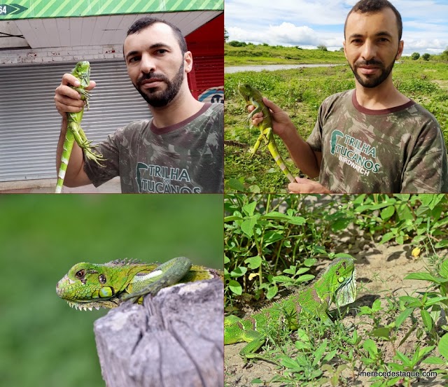 Iguana é resgatada em via pública e devolvida à natureza, em Santa Cruz do Capibaribe