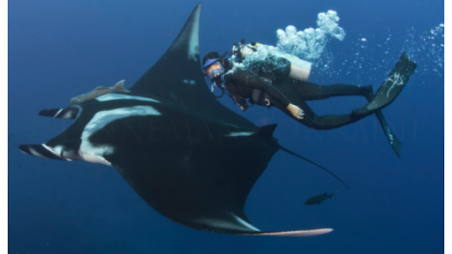 5 The world’s most unique underwater adventures