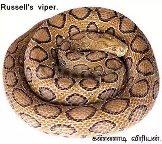 கண்ணாடி விரியன் பாம்பு - Kannadi viriyan Pambu - Russell's Viper.