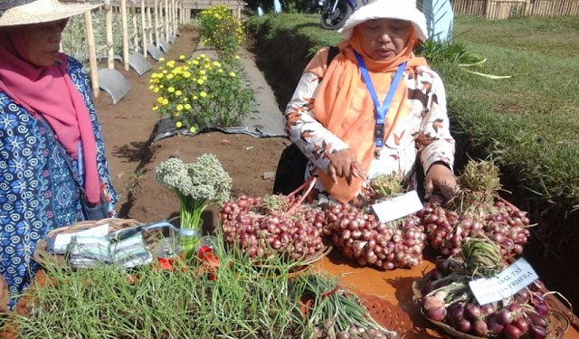 CARA BUDIDAYA BAWANG DENGAN BIJI PASTI BERHASIL