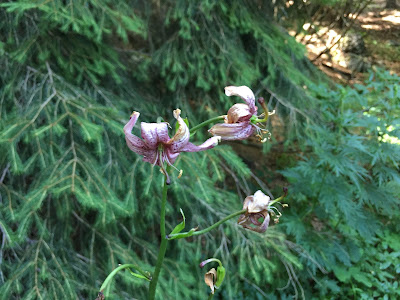 Lilium martagon – Martagon Lily, Turk’s Cap Lily (Giglio a turbante).