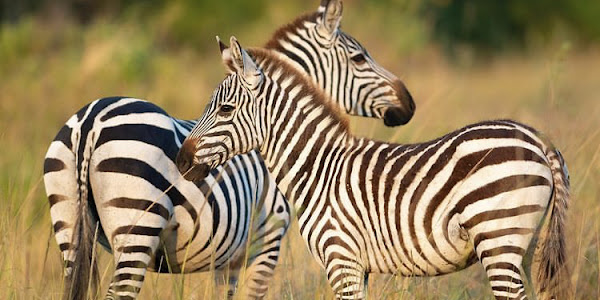 Are there zebras in the United States?