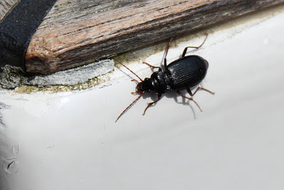 Grote Zwartschild - - Pterostichus niger