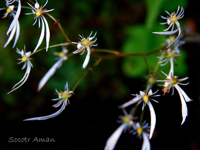 Saxifraga cortusaefolia