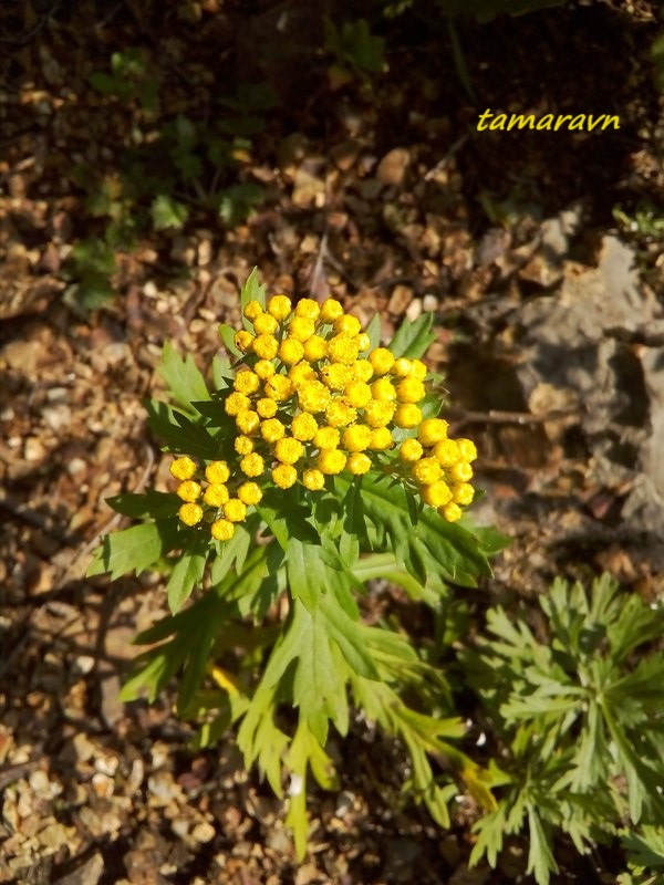 Аяния Палласа (Ajania pallasiana)