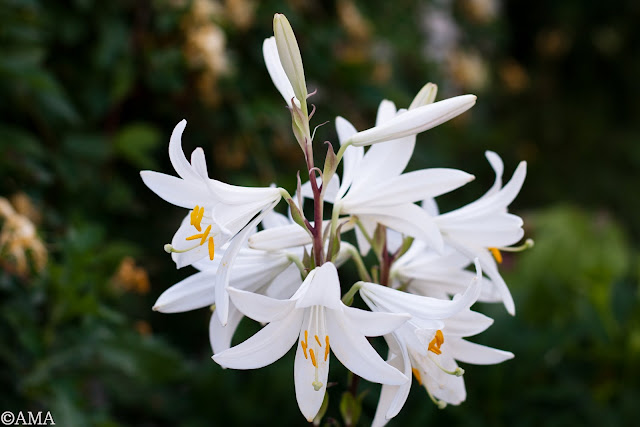 Crinul alb de gradina (lilium candidum)