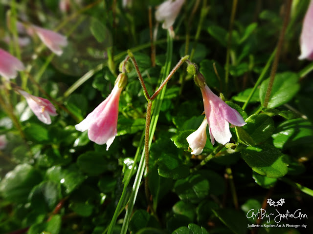 Pink Bell Flowers