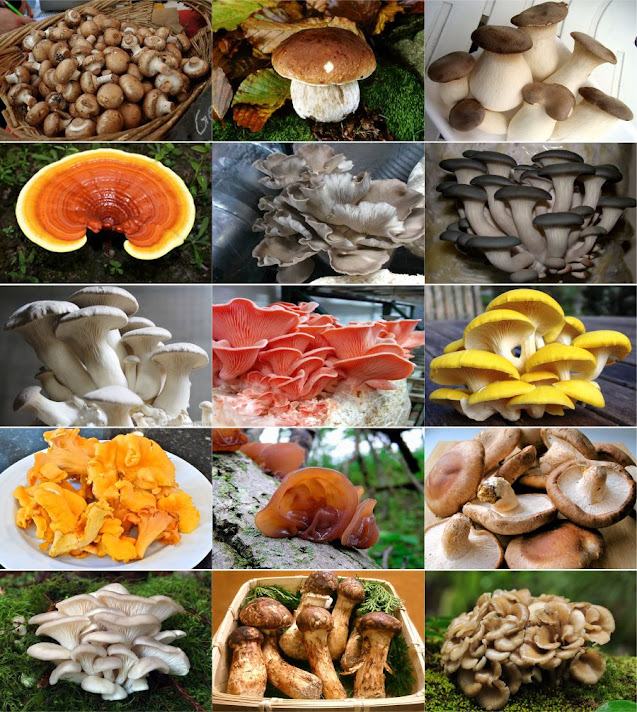 Mushrooms मशरुम उत्पादन व्यवसाय कैसे शुरू करें।