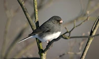 junco in a tree