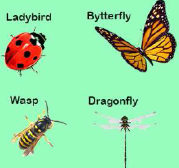 FSc Biology Part 1 XI 11th Chapter 10 Kingdom Animalia Notes Long Questions fscnotes0