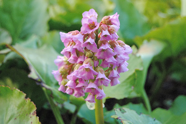 Bergenia cordifolia Hjärtbergenia