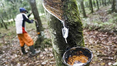 Harga Karet Naik, Semangat Petani Karet Solok Selatan Kembali Bersemi
