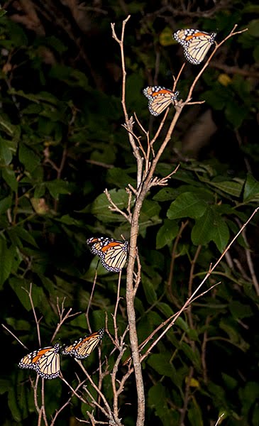 Monarch butterflies (Danaus plexippus)