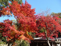 鮮やかに紅葉したモミジ