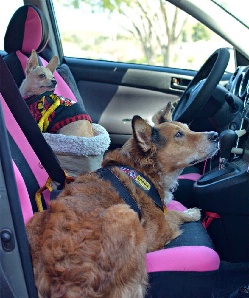 The Dog Geek: Product Review: Ruff Rider Roadie 2012 Edition