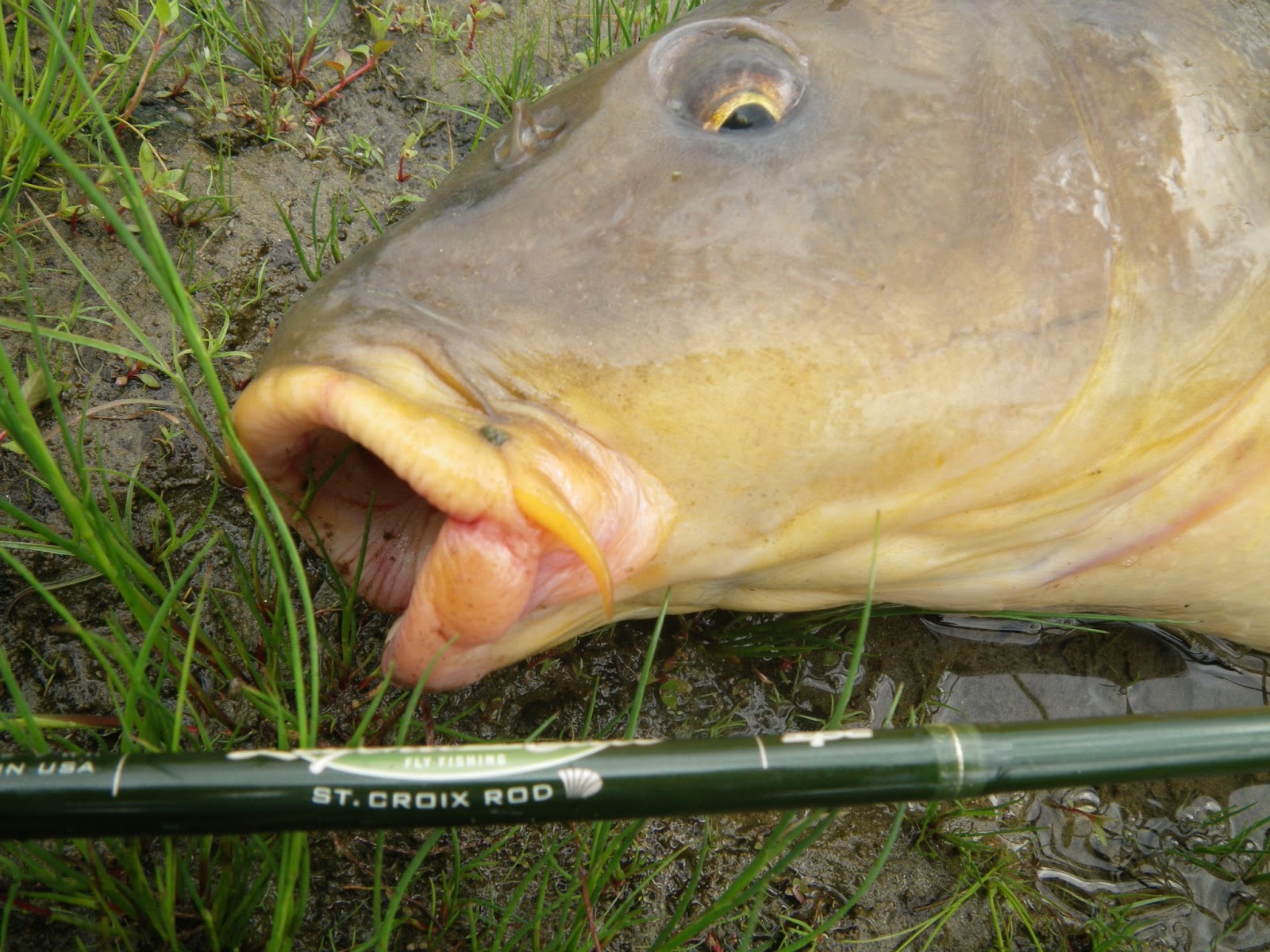 Got Backing? (Formerly Known as Mr. P.'s Blog): Carp Parts--Mouths