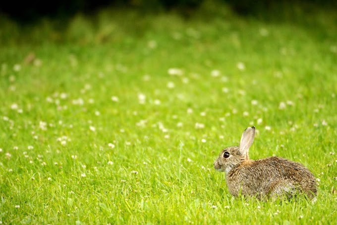 Vírus mortal descoberto em coelhos na British Columbia