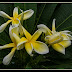 Gardens by the Marina Bay Frangipani-07=