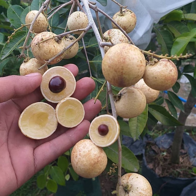 bibit buah kelengkeng matalada tanaman okulasi cepat mudah berbuah bisa tambulapot kualitas super Papua Barat Daya