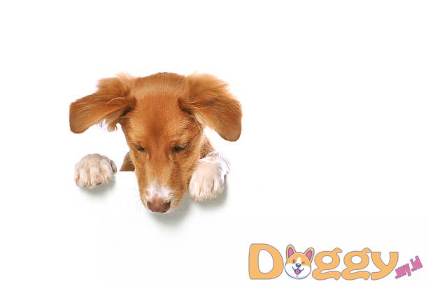Bepergian di Mobil dengan Anjing Anda