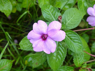 Impatiens walleriana - Impatiente de Waller