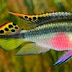 Colorful Freshwater Community Fish - Kribensis Fish