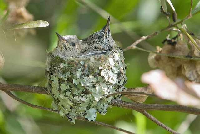 Pictures Of Hummingbird