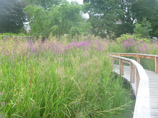 a boardwalk trhough a marshy area with haiyr willowherb and purple loosestrife growing alongside the boardwalk