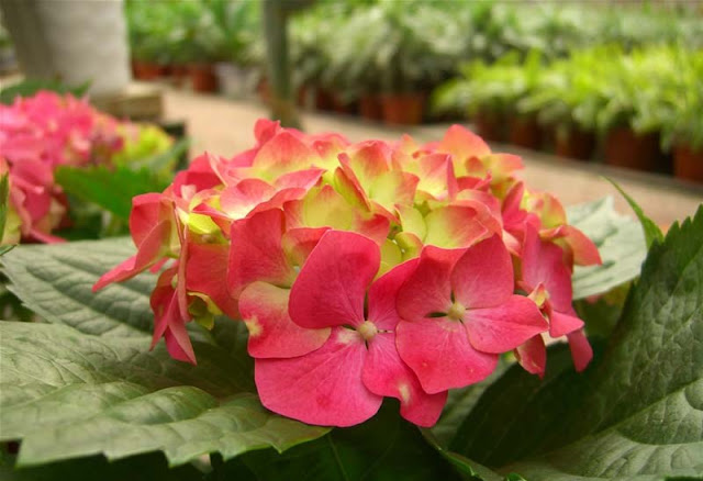 Hydrangea Flowers Pictures