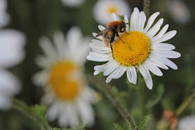 Carder bee sitting on ox eye daisy flower