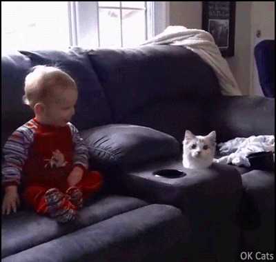 Funny Kitten GIF • Kid tries to BOOP kitten head but fails. Funniest 'Whack-a-kitty' [ok-cats]