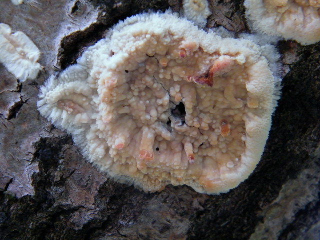 Phlebia rufa