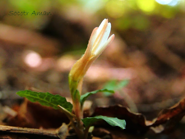 Goodyera biflora