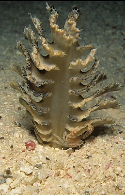 Sea pen with tiny crab