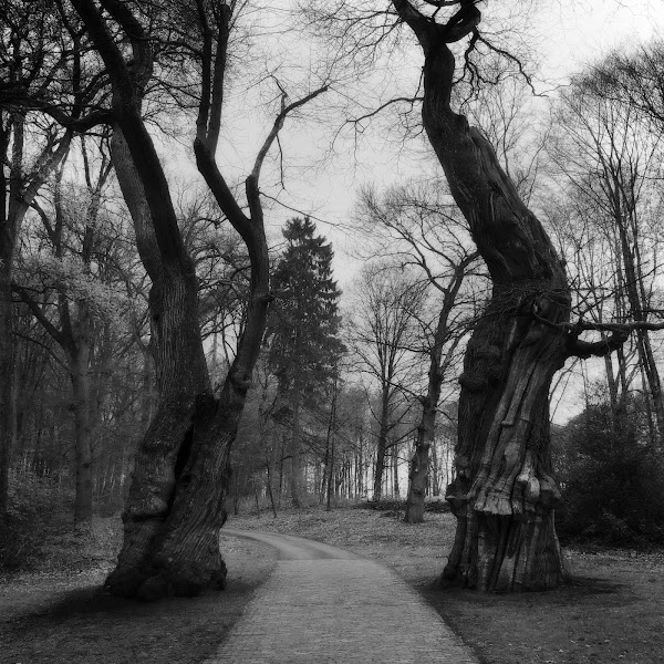 Twee bomen langs pad, Park Gulden Bodem