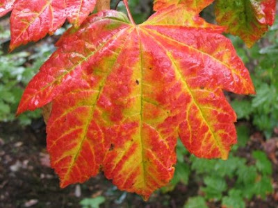 japanese maple leaf. red japanese maple leaf.