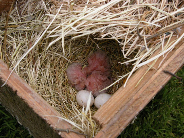 Love Birds Nesting