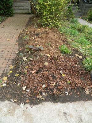 The Annex Front Garden Fall Clean up after by Paul Jung Gardening Services