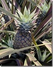 ananas comosus starr