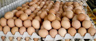 Agen Telur Ayam Kampung di Jakarta Barat