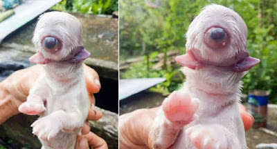One-Eyed ‘Cyclops’ Puppy With Two Tongues And No Nose Born In Philippines