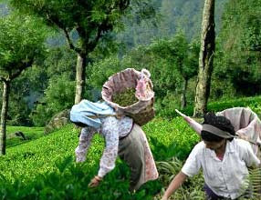 Ooty Tea Garden Photo