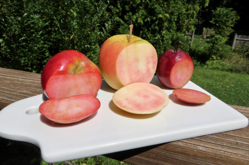 Three red-fleshed apples, sliced