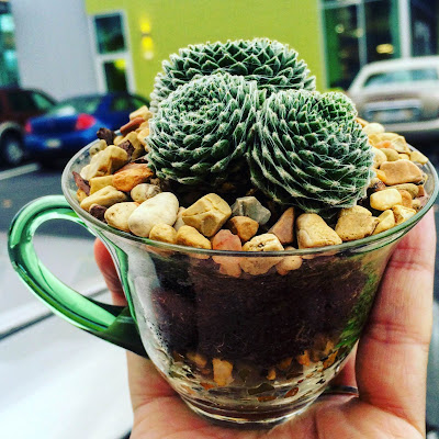 dirt, rocks and three tiny cactus in a clear coffee cup