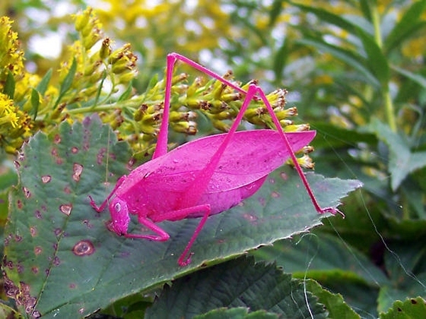 oddly colored creatures, animals with strange color, odd-colored animals, blue lobster, pink dolphin, purple squirrel