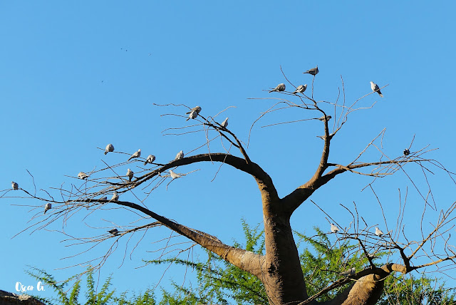 Baoba con palomas posadas en sus ramas 