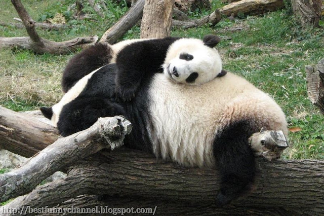 Funny sleeping pandas.