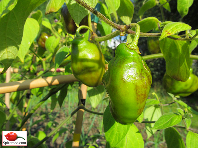 Guatemalan Orange Rocoto - 2nd September 2023