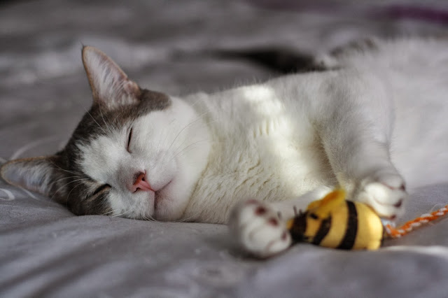 sleeps with bees by splityarn from flickr (CC-NC-SA)