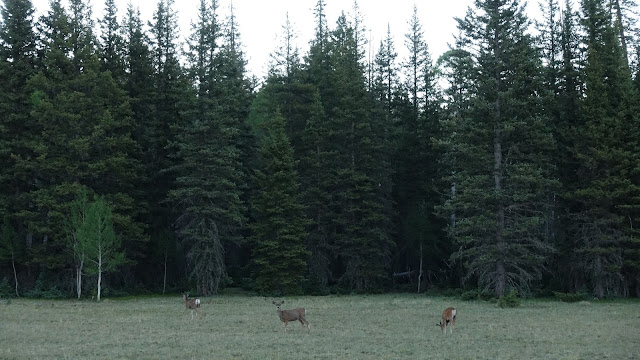 Muildierherten in Kaibab National Forest